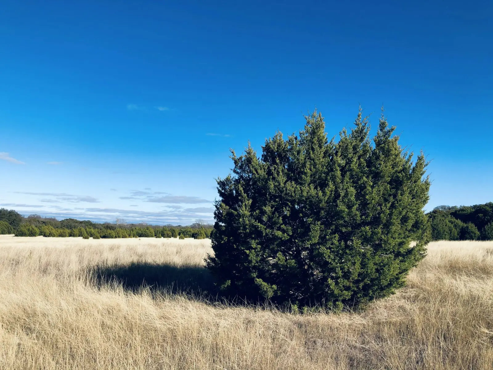 A single tree standing in dry Hill Country grass.